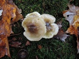 Tricholoma subsejunctum image