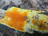 Ceriporia spissa image