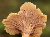 Cantharellus ignicolor image