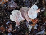 Hygrophorus russula image