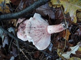 Hygrophorus russula image