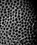 Earliella scabrosa image