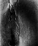 Cymatoderma caperatum image