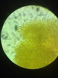 Tricholoma grave image