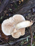 Hypsizygus tessulatus image