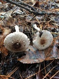 Agaricus vinosobrunneofumidus image