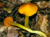 Humidicutis marginata image