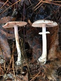 Agaricus vinosobrunneofumidus image