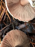 Agaricus vinosobrunneofumidus image