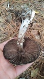 Agaricus vinosobrunneofumidus image