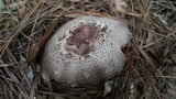 Agaricus vinosobrunneofumidus image
