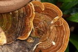 Funalia polyzona image