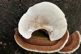 Funalia polyzona image