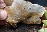 Funalia polyzona image