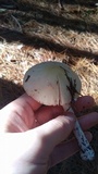 Amanita amerifulva image