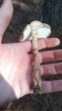 Amanita amerifulva image