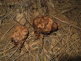 Gautieria monticola image
