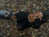 Steccherinum ochraceum image