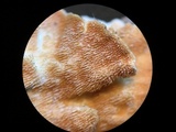 Steccherinum ochraceum image