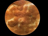 Steccherinum ochraceum image