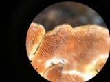 Steccherinum ochraceum image