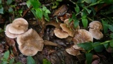 Baeospora myriadophylla image