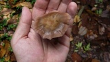 Baeospora myriadophylla image