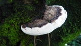 Ganoderma australe image