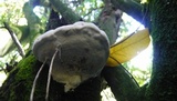 Ganoderma australe image