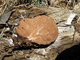 Gautieria monticola image