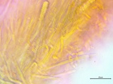 Steccherinum ochraceum image