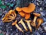 Omphalotus subilludens image