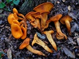 Omphalotus subilludens image