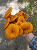 Omphalotus subilludens image