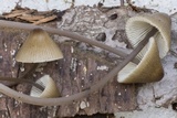 Mycena hudsoniana image