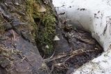 Mycena hudsoniana image