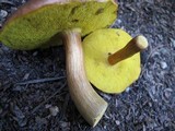 Boletus innixus image