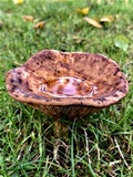 Paxillus cuprinus image