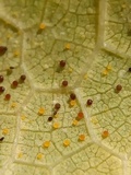 Phyllactinia guttata image