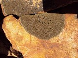 Lecidea atrobrunnea image