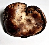 Gomphidius oregonensis image