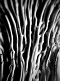 Cantharellus subalbidus image