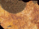 Lecidea atrobrunnea image