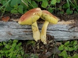 Boletus subfraternus image