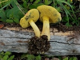 Boletus subfraternus image