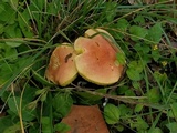 Boletus subfraternus image