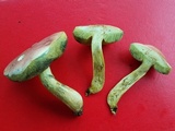 Boletus subfraternus image