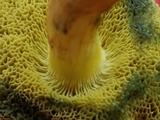 Boletus subfraternus image