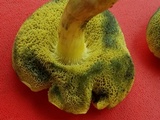 Boletus subfraternus image