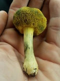 Boletus subfraternus image